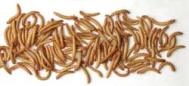 Mealworms_4c