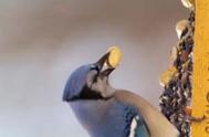 BlueJaywPnutJRC_4c