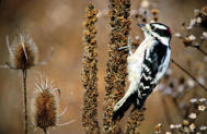 Downy Woodpecker